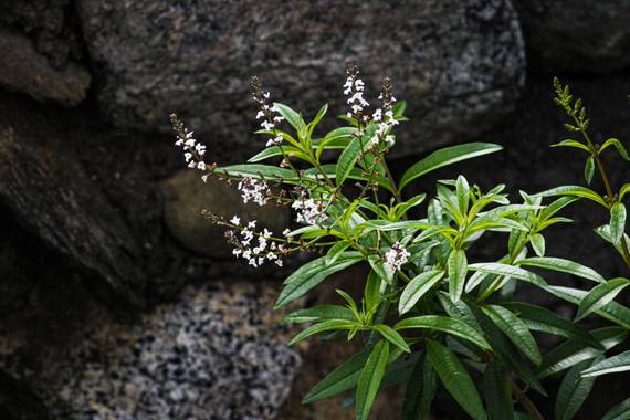 Franciss RNR  en Hamelin: Flora  (Pimampiro), Aloysia citriodora, #cedron 
