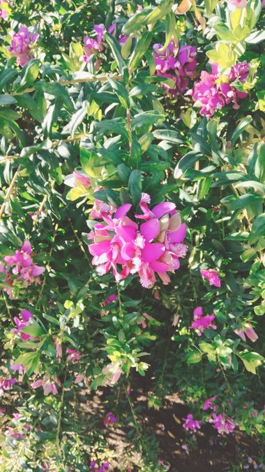 Solerantonio2 en Hamelin: Flora  (Almería), Polygala myrtifolia, Planta