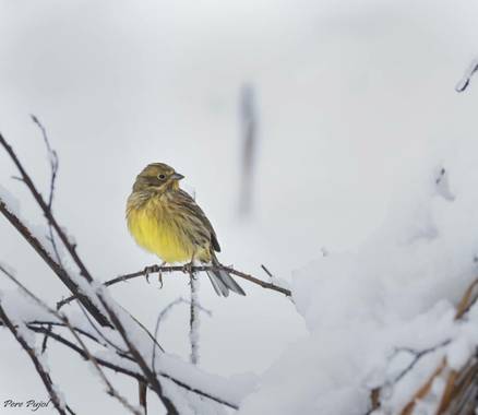 Fontpujolpere en Hamelin: Fauna  (La Vall d'en Bas), Emberiza citrinella Linnaeus, 1758, #invierno20 #aves21 