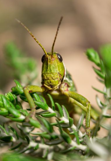 ComunicarCaminante en Hamelin: Fauna  (Sinnai), Pitzibiri el saltamontes en lengua Sarda.

#saltamontes #insectos #insecto #hamelin 