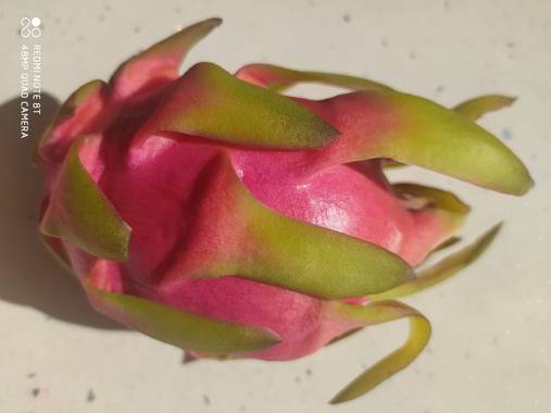 Estherilla333 en Hamelin: Flora  (Linares), Hylocereus undatus, Hoy he descubierto esta fruta, tiene múltiples cualidades y aportes muy beneficiosos para l...