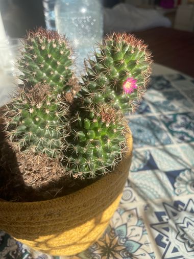 Naiete_correia en Hamelin: Flora  (Carrer de Sueca), Mammillaria spinosissima