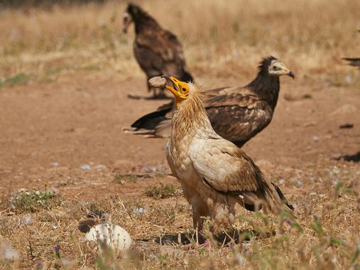 Miguelsantos_gf en Hamelin: Fauna  (Torrejón el Rubio), Neophron percnopterus (Linnaeus, 1758), El alimoche es de las pocas aves que utilizan herramientas ...