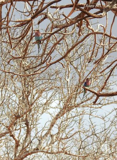 olaya96fg en Hamelin: Fauna  (Kitui), Coracias caudatus Linnaeus, 1766, #Aves21