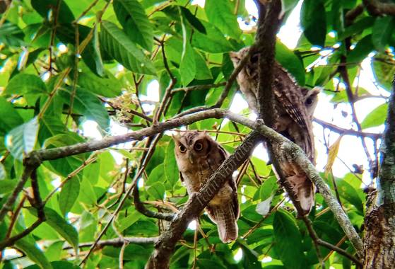 ivandariovertel.97 en Hamelin: Fauna 