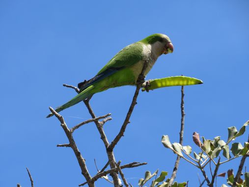 Solerantonio2 en Hamelin: Fauna  (Almeria), Myiopsitta monachus (Boddaert, 1783), Cotorra argentina