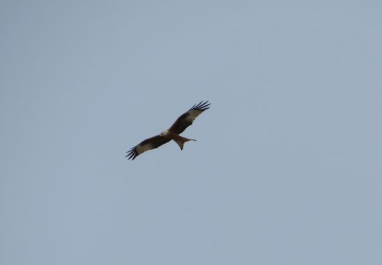 Solerantonio2 en Hamelin: Fauna  (Getafe), Milvus milvus (Linnaeus, 1758), Ave