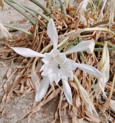 Solerantonio2 en Hamelin: Flora  (Camino del Mar de Retamar), Pancratium maritimum, Planta