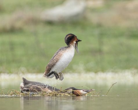 manuel.manzano32 en Hamelin: Fauna, Podiceps cristatus (Linnaeus, 1758)