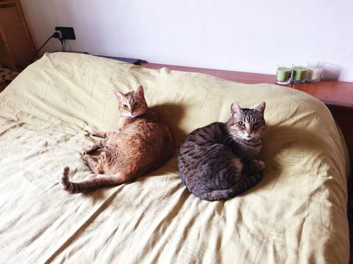 S.- en Hamelin: Fauna  (Rafelbunyol), #BuenosDias #AmorAmorAmor 😄

#GatasQueSonFamilia #GatasListas #Caraduras #Jajaja #Risas #Pequeñusas #MásListasQueElH...