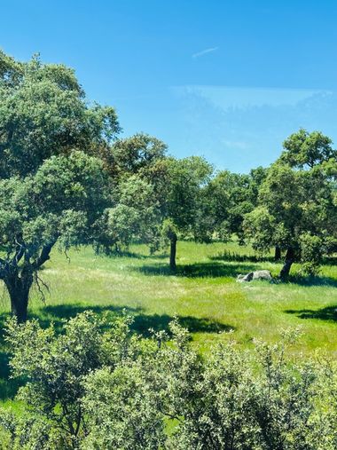 su en Hamelin: Paisaje  (Fuencaliente), #paisaje #rural 