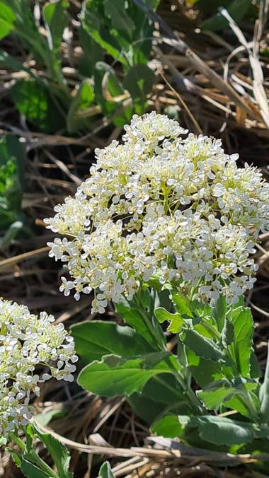 Amancayespinosa en Hamelin: Flora  (Neuquén), Lepidium draba, Flores del río 