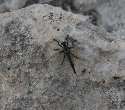 Solerantonio2 en Hamelin: Fauna  (Almeria), Insecto