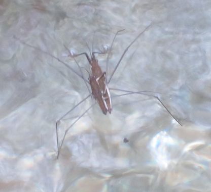 Solerantonio2 en Hamelin: Fauna  (Láujar de Andarax), Insecto