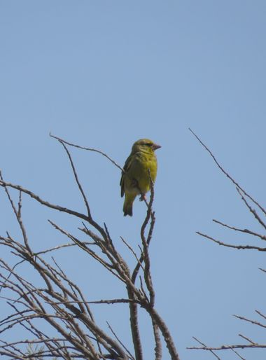 Solerantonio2 en Hamelin: Fauna  (Níjar), Chloris chloris (Linnaeus, 1758), Ave verderon
