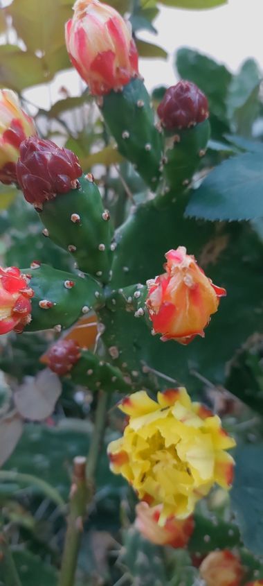 Mpinfante en Hamelin: Flora, #Chumbera