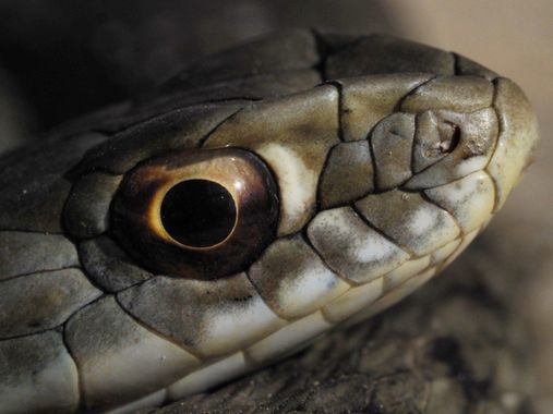 Sara Pérez  en Hamelin: Fauna  (Huelva), Un primer plano de los detalles de la cabeza de la culebra bastarda