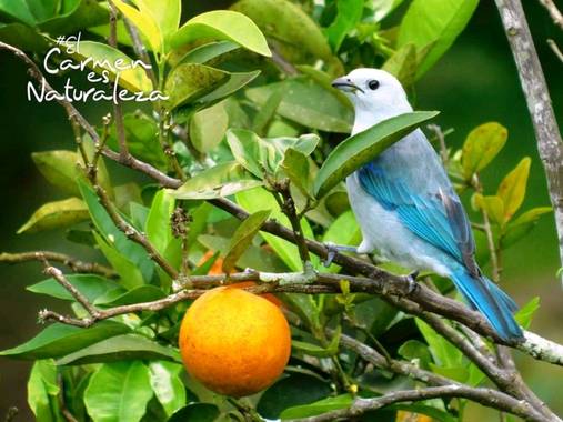 hugoturismo8 en Hamelin: Fauna  (El Carmen de Viboral), Azulejo fotografiado en zona rural de #ElCarmendeViboral por@hugo.tru 