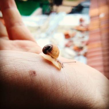 luckytulian en Hamelin: Fauna  (Ostende), #macrofoto20 