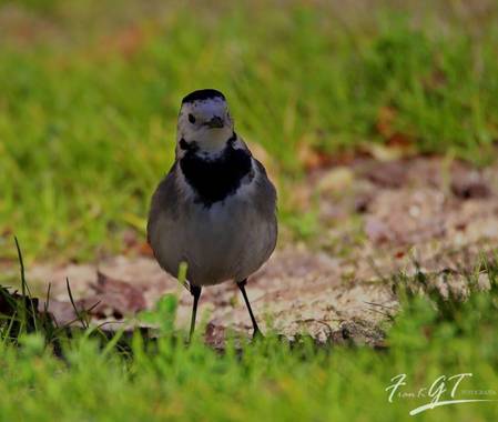 Frankgt48 en Hamelin: Fauna  (Madrid), Motacilla alba Linnaeus, 1758, #Aves