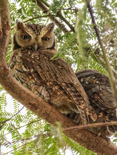 Agusroic en Hamelin: Fauna  (San Antonio de Areco), Megascops choliba (Vieillot, 1817)
