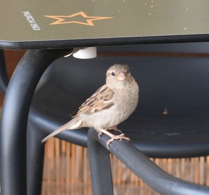 Solerantonio2 en Hamelin: Fauna  (Vista de los Ángeles-Rumina), Gorrión comun