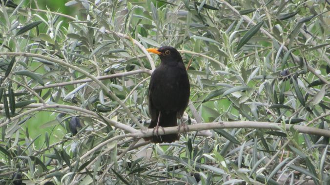 Solerantonio2 en Hamelin: Fauna  (Getafe), Turdus merula Linnaeus, 1758