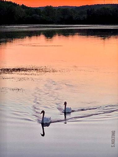 su en Hamelin: Paisaje  (Mengen), #Ave21   Pareja de cisnes en el Zielfinger  See en Baden Würtemberg, Alemania 