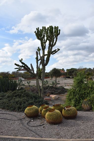Solerantonio2 en Hamelin: Flora  (Camino del Sauce), Planta