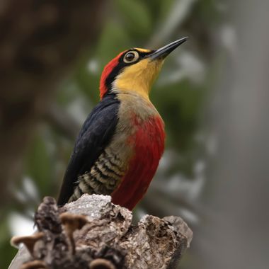 Ignicapillus en Hamelin: Fauna  (Iporanga), Melanerpes flavifrons (Vieillot, 1818), Carpintero arcoiris

La familia Picidae es una de mis preferidas y el c...