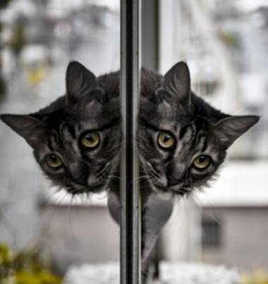 José Viana en Hamelin: Fauna  (Caracas), #gato #gatito #felino #reflection 