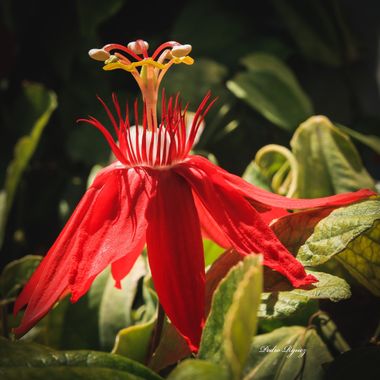 PEROMA_PHOTO en Hamelin: Flora  (Vélez-Málaga), Passiflora vitifolia, Flora 