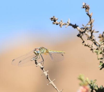 Solerantonio2 en Hamelin: Fauna  (Rioja), Insecto