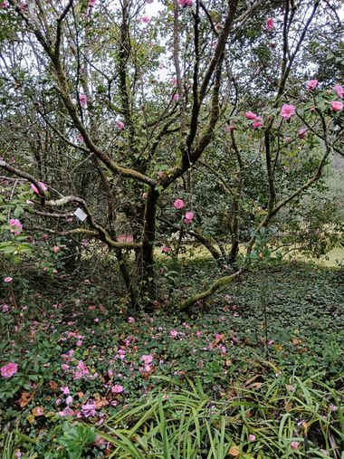 Susandresro en Hamelin: Paisaje  (Meis), Camelia