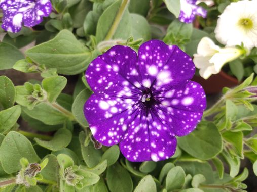 STEPHANIE 📸 en Hamelin: Flora, Petunia × atkinsiana, #flor #lila #galaxia #naturegallery #naturephoto #naturelover #flower #plants 