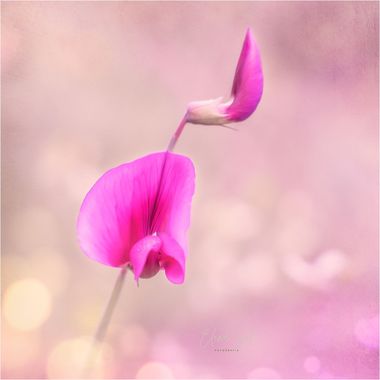 Elenagil.ph en Hamelin: Flora, Lathyrus tingitanus, #flor #flora #natura #color #bellezanatural #flores #flower 