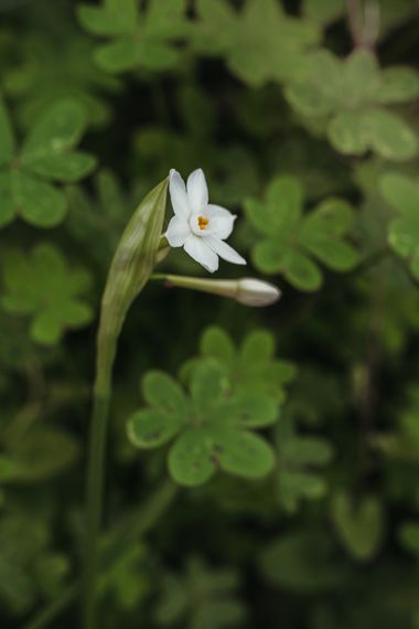 Elenagil.ph en Hamelin: Flora, #flor #flora #flower #flowers #naturaleza  #macro 