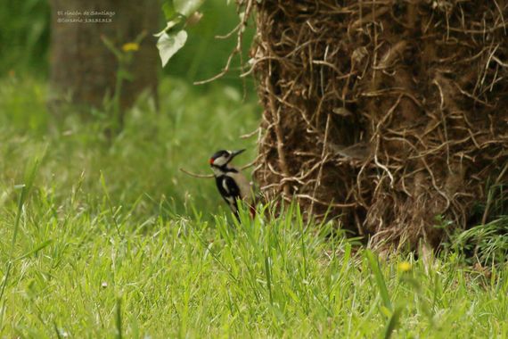 Smatae en Hamelin: Fauna  (Aranjuez), Dendrocopos major (Linnaeus, 1758), #aves a ras de suelo, normalmente lo veo en lo alto de los árboles 