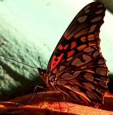 Navarroarevalomariateresa en Hamelin: Fauna  (Viesca), Hermosa y elegante!