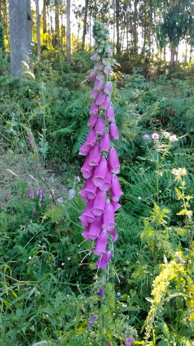 Solerantonio2 en Hamelin: Flora  (Rúa Aransa), Digitalis thapsi, Planta