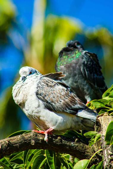 PEROMA_PHOTO en Hamelin: Fauna 