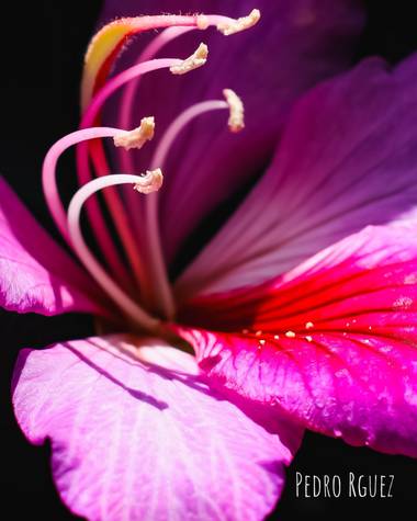 PEROMA_PHOTO en Hamelin: Flora  (Cártama), Bauhinia purpurea, . 
