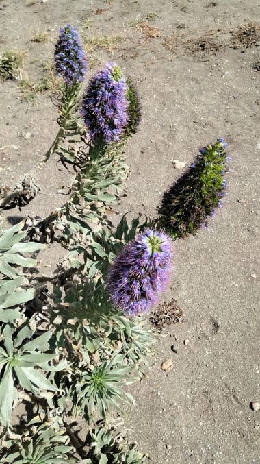 Solerantonio2 en Hamelin: Flora  (Paseo de Retamar), Echium candicans, Planta
