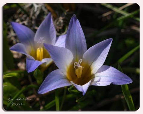 Manuropo39 en Hamelin: Flora  (Oleiros), Romulea bulbocodium, #Flora21