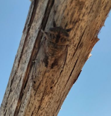Solerantonio2 en Hamelin: Fauna  (Níjar), Cigarra del olivo
