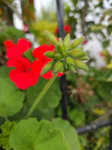 Zaynab en Hamelin: Flora  (Bogotá, D.C.), Pelargonium × hortorum, Estrella