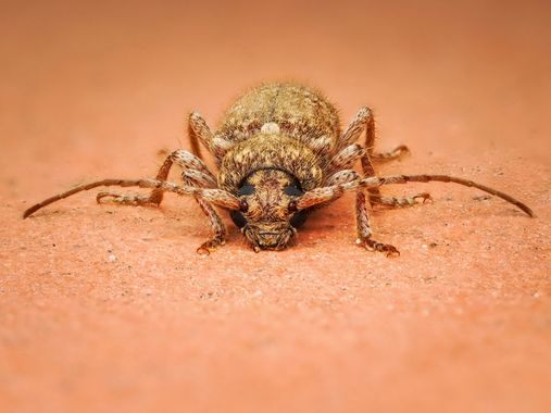 Antonio Jesús Palma Aranda en Hamelin: Fauna  (Lora del Río), Escarabajo (sin id)

Podría ser del género Trichoferus, pero no estoy seguro.

📷 OM System O...
