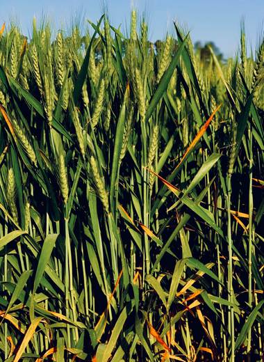 Clari Montal en Hamelin: Paisaje  (Sineu), #primavera2021 #españa #mallorca