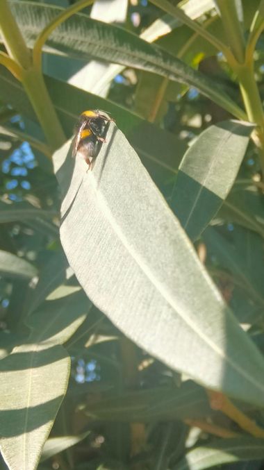Solerantonio2 en Hamelin: Fauna  (Almeria), Abejorro insecto