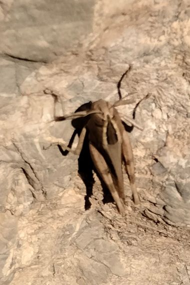 Solerantonio2 en Hamelin: Fauna  (Andalusia), Insecto
